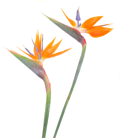Bird of paradize two fresh flowers isolated on white backgroundの写真素材
