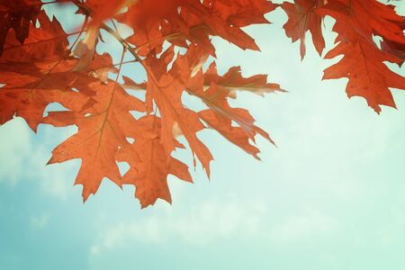 red oak leaves in  autumn park on bright blue sky, retro toned