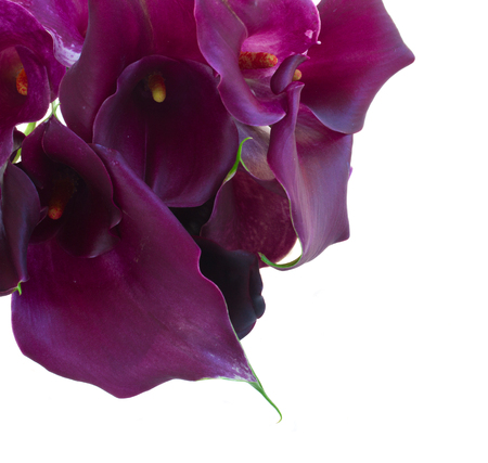 fresh violet Calla lilly flowers close up  isolated on white backgroundの写真素材