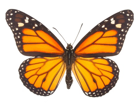 Orange monarch  butterfly isolated on white backgroundの写真素材