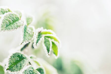 winter white  field with frozengree rose leaves with copy space, retro tonedの写真素材