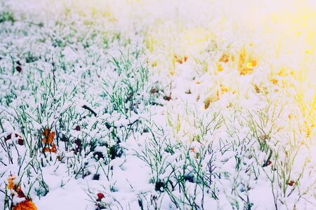 winter white  field with frozen grass, retro tonedの写真素材