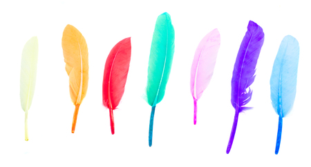 row of multicolored bird feathers isolated on white backgroundの写真素材