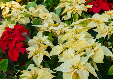 Flowerbed of fresh red and white Poinsetia flowersの写真素材