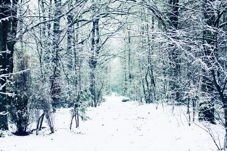 winter white  forest with  fresh snow, retro tonedの写真素材