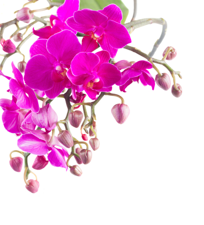 Branch of fresh violet orchids isolated on white backgroundの写真素材