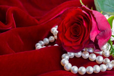 one fresh red rose flower close up on soft velvet backgroundの写真素材