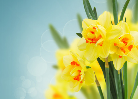 spring narcissus flowers  in garden on blue bokeh backgroundの写真素材