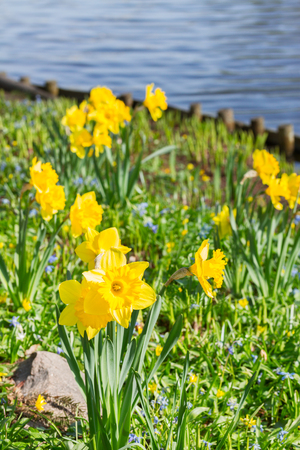 Lawn with yellow blooming narcissus flowers in gardenの写真素材