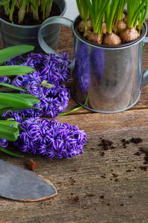 hyacinth  flowers and shovel on dark wooden background