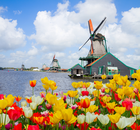 dutch windmills over canal and growing  tulips, Hollandの写真素材
