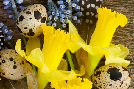 Muscari and  daffodil  flowers with feathers and eggs close upの写真素材