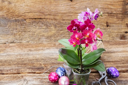 Spring pink orchids with easter eggs on wood background with copy space, gardening conceptの写真素材