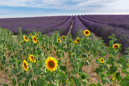 Sunflower and Lavender flowers field at summer day, Provence, Franceの写真素材
