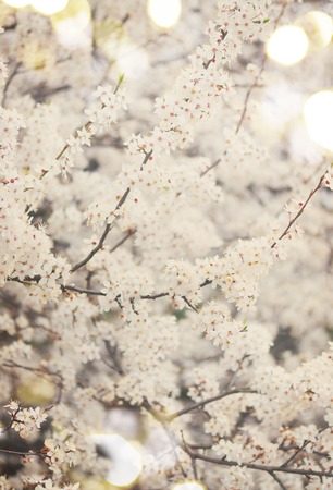 Spring bloom - tree with white blooming  flowers, shallow depth of field, retro toned