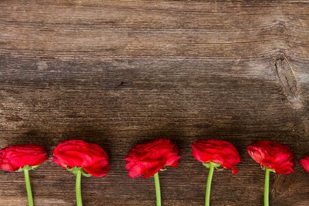 border  of red ranunculus flowers on wooden nackground