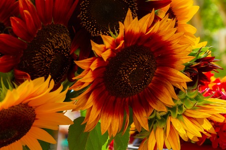 Provence colorful fresh sunflowers close upの写真素材