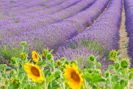 Sunflowers and rows of Lavender summer field close up, Franceの写真素材
