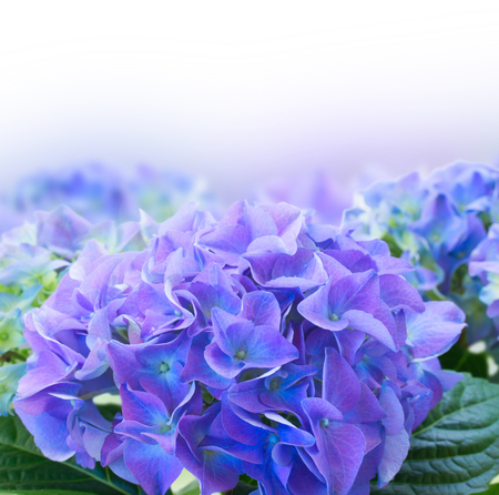 border of fresh blue hortensia flowers over white backgroundの写真素材