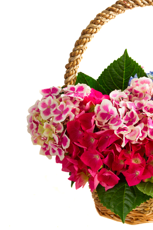 basket with bunch of pink and blue hortensia flowers in basket close up  isolated on white...