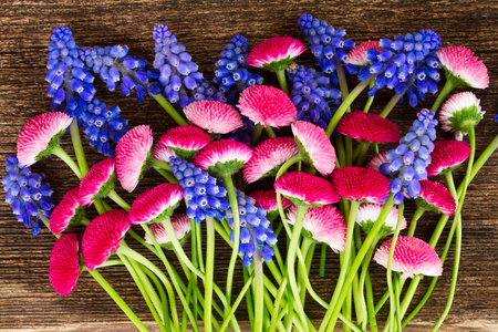 Bunch  of Muscari and Daisy Flowers close upの写真素材