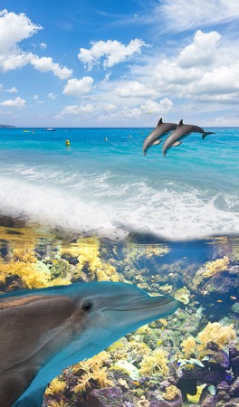 seascape with turquoise sea, underwater and jumping dolphinsの写真素材