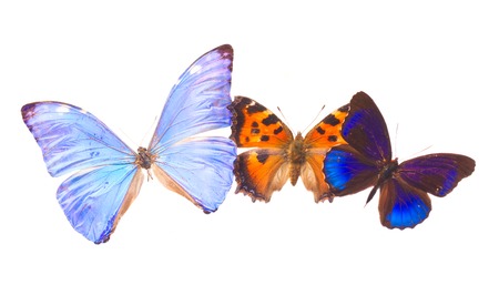 Multicolored tropical blue and orange exotic butterflies frame isolated on white background