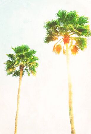 two palm tree and sunshine in blue sky, retro tonedの写真素材