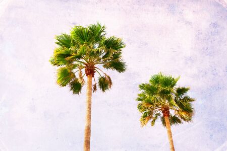 two green palm tree in blue sky, retro toned and texturedの写真素材