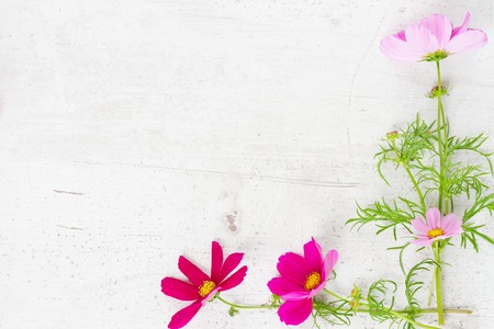 Cosmos flowers frame on white wooden tableの写真素材