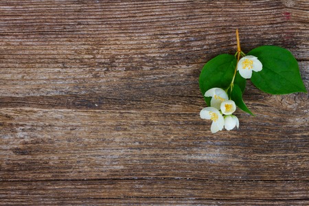 Jasmine fresh flowers and leaves twig on wooden tableの写真素材