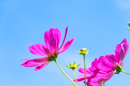 Smmer sky with pink fresh cosmos flowersの写真素材
