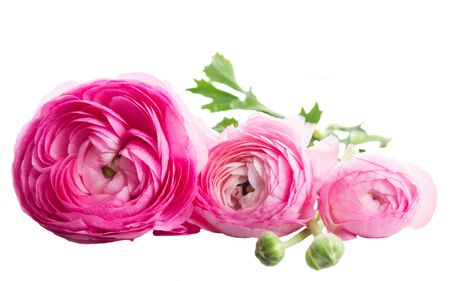 Pink ranunculus flower buds isolated on white backgroundの写真素材