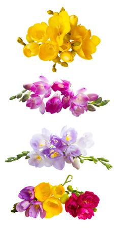 Set of fresh pink freesia flowers with buds isolated on white backgroundの写真素材
