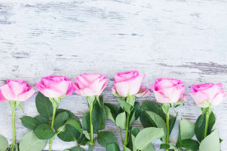 Pink fresh roses border on white wooden aged backgroundの写真素材