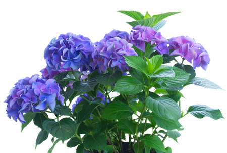 bush of blue and violet hortensia flowers isolated on white background