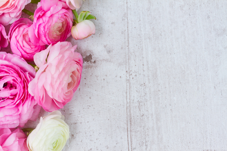 Pink and white ranunculus flowers on aged white wooden backgroundの写真素材