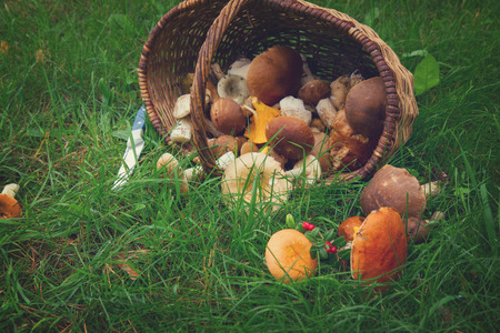 pile of mushrooms in willow basket on fresh green grass, retro tonedの写真素材