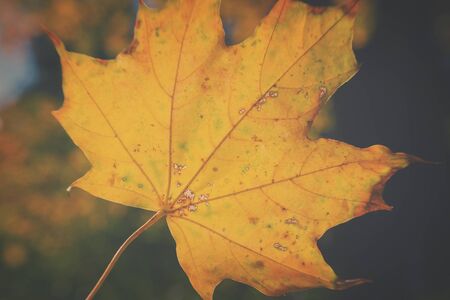 yellow maple leaf in colorful autumn park, retro tonedの写真素材
