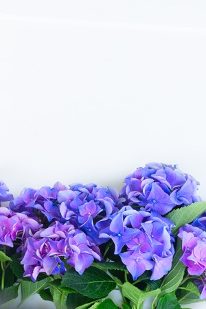 blue and violet hortensia flowers border on white background with copy space