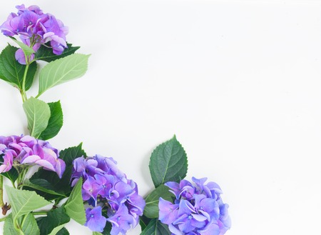 blue and violet hortensia flowers on white with copy space
