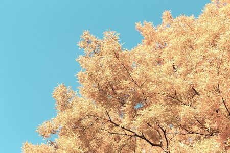 Vibrant fall yellow golden tree foliage on blue sky, retro toned