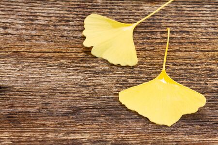 Fall yellow leaves of ginkgo biloba on wooden background with copy spaceの写真素材