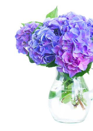 blue and violet hortensia flowers in glass vase isolated on white backgroundの写真素材