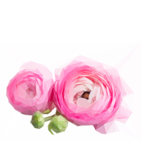 Low poly illustration Pink and white ranunculus flower budsのイラスト素材