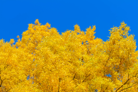 Vibrant fall yellow golden tree foliage border on blue skyの写真素材