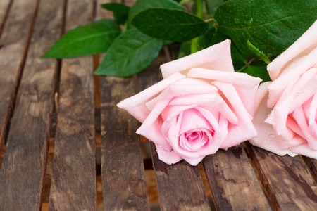Pink blooming roses and green leaves on wooden table with copy spaceの写真素材