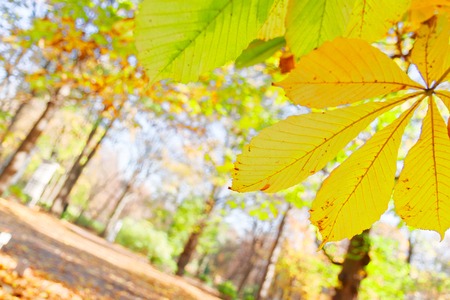 Fall yellow anf green chestnut leaves in fall sunny parkの写真素材
