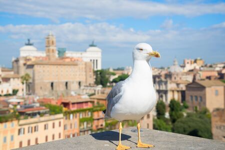 skyline of Rome and seagull bird, Rome Italyの写真素材