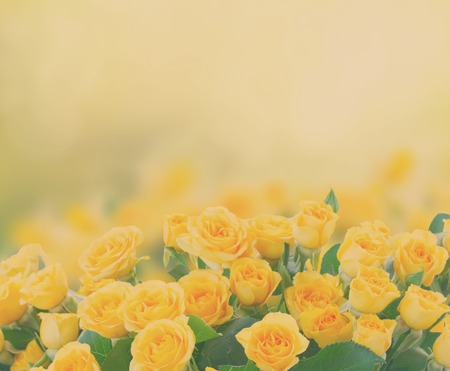 fresh yellow roses in green sunny garden, retro tonedの写真素材